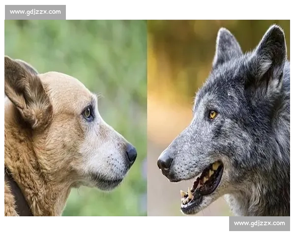 狼与山猫的生存对决揭示荒野力量与智慧的终极较量背后的自然法则